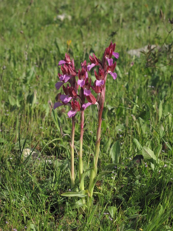 Anacamptis papilionacea